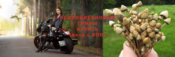 гашик Дмитров