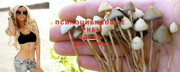 гашик Дмитров